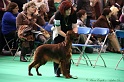 Crufts2011 114